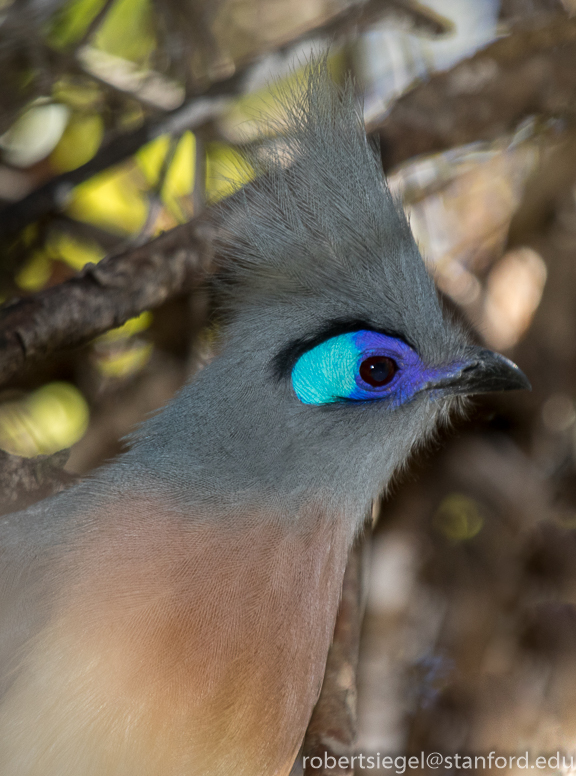 crested coua